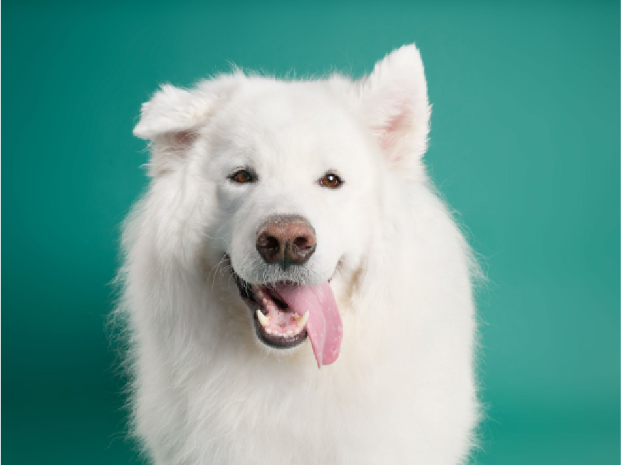 White dog on teal background